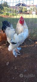 Brahma