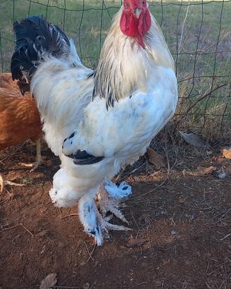 Brahma