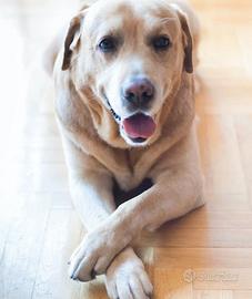 Cucciola di labrador in adozione gratuita