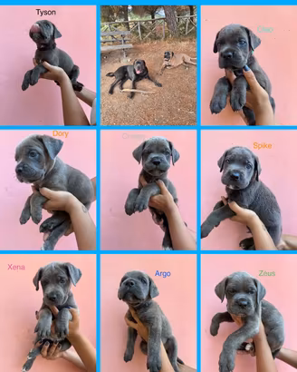 Cane Corso