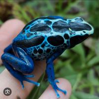 N.3 Dendrobates / Rana freccia "Sipaliwini"
