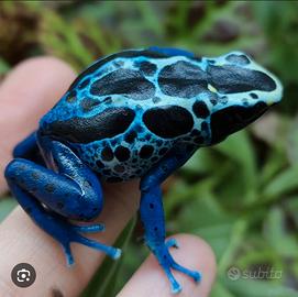 N.3 Dendrobates / Rana freccia "Sipaliwini"
