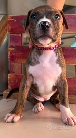 Amstaff