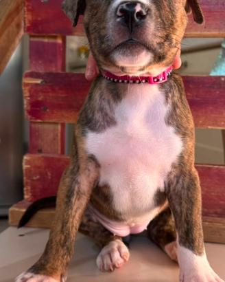 Amstaff