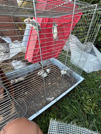 Rati domestici