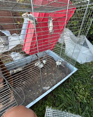 Rati domestici