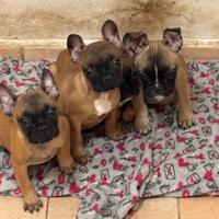 Bulldog francesi maschi
