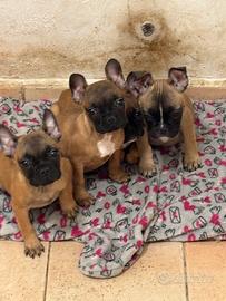 Bulldog francesi maschi
