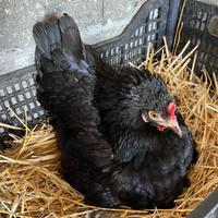 Galline nane