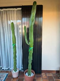 Cactus h 200 cm