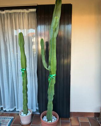 Cactus h 200 cm
