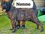 Immagine 4