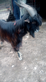 Maschio di capra Becco