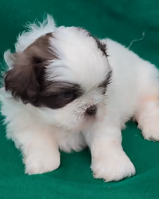 Cucciolo di Shitzu