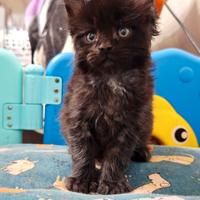 Cuccioli Maine Coon Pedigree