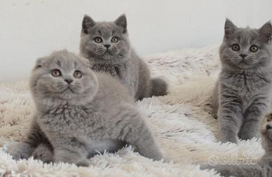 Scottish fold straight