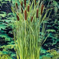 Typha latifolia
