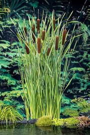 Typha latifolia
