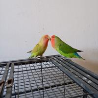 Inseparabile allevata a mano