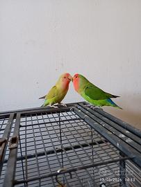 Inseparabile allevata a mano