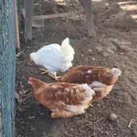 Galline ovaiole