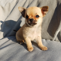 Cucciola di chihuahua mini pelo corto