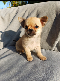 Cucciola di chihuahua mini pelo corto