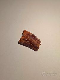 Dente di Dinosauro (Carcharodontosaurus)