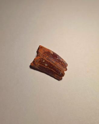 Dente di Dinosauro (Carcharodontosaurus)