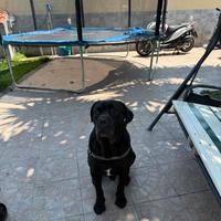 Cane corso