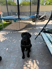 Cane corso