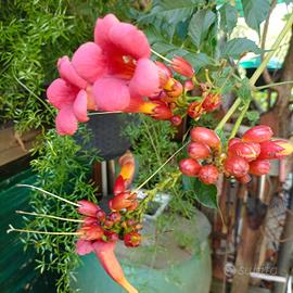 pianta rampicante Bignonia