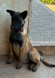 Cucciola Pastore Belga