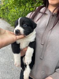 Border collie cucciolo due mesi