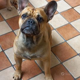 Accoppiamento bulldog francese