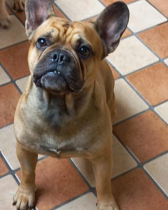 Accoppiamento bulldog francese