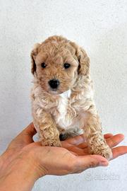 Cuccioli di Maltipoo