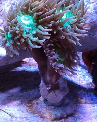 Coralli acquario marino