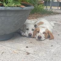 3 stupendi cuccioli di 4 mesi in adozione