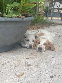 3 stupendi cuccioli di 4 mesi in adozione