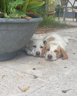 3 stupendi cuccioli di 4 mesi in adozione