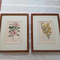 set 5 quadri con cornice 