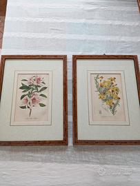 set 5 quadri con cornice 