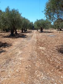 Uliveto 6000mq Valenzano (BA)