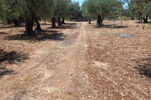 Uliveto 6000mq Valenzano (BA)