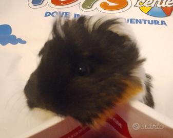 Cavia razza coronet
