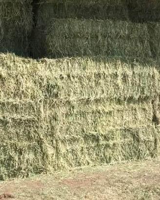 Fieno è paglia