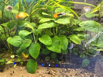 Rizomi piante anubias acquario