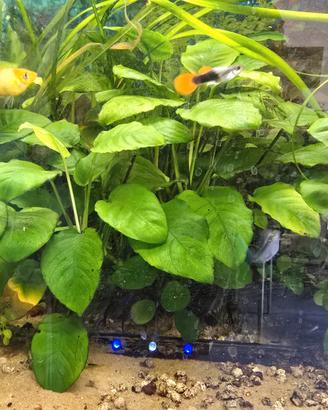 Rizomi piante anubias acquario