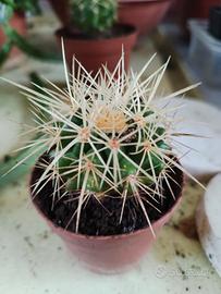 Echinocactus grusonii 